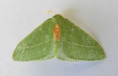 Chlorosea roseitacta