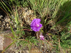 Ipomoea suffulta