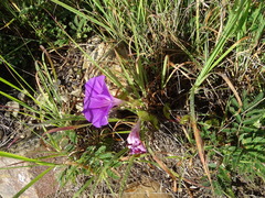 Ipomoea suffulta