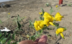 Solanum peruvianum