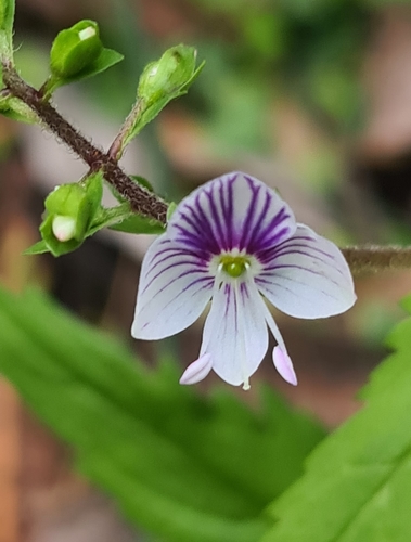 Image of Veronica notabilis by no rights reserved