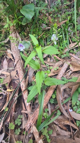 Image of Veronica notabilis by no rights reserved