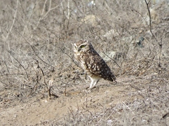Athene cunicularia