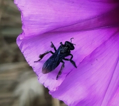 Scaptotrigona bipunctata