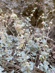 Pseudodictamnus mediterraneus