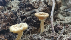 Lentinus crinitus