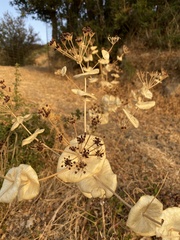 Smyrnium perfoliatum rotundifolium