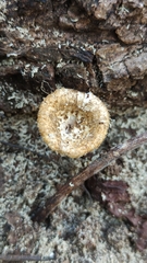 Lentinus crinitus