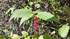 Leycesteria