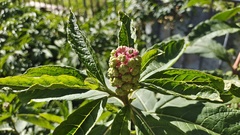 Phytolacca polyandra