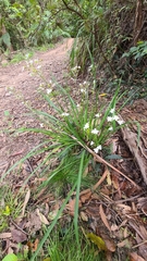 Libertia paniculata