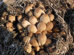 Coprinellus truncorum