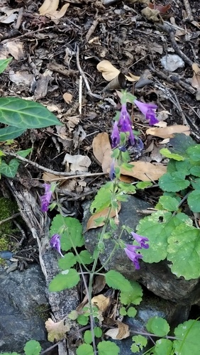 Little Danshen (Salvia trijuga)