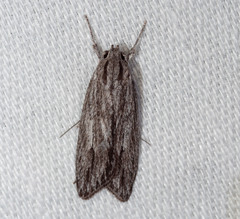 Eulechria tanysticha