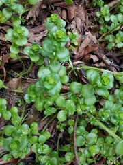 Sedum rhodocarpum
