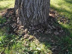 Coprinellus truncorum