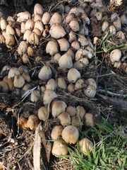 Coprinellus truncorum