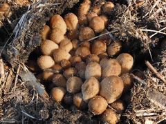Coprinellus truncorum