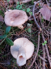 Lactarius trivialis