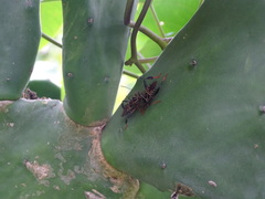 Leptoglossus lineosus