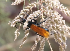 Pepsis pallidolimbata