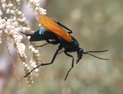 Pepsis pallidolimbata