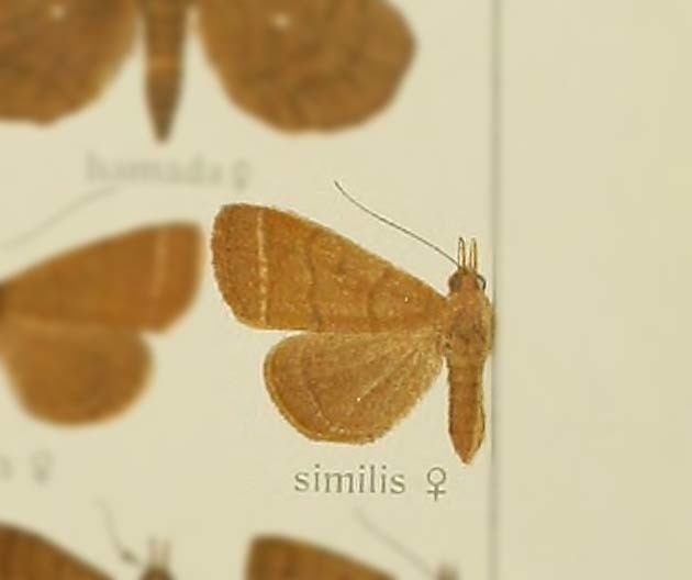 Nodaria similis