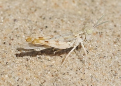 Xeracris minima
