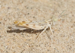 Xeracris minima