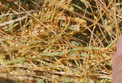 Cuscuta denticulata
