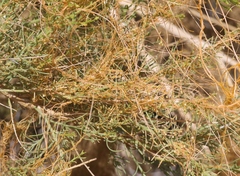 Cuscuta denticulata