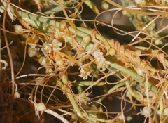 Cuscuta denticulata