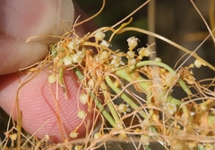 Cuscuta denticulata