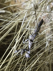 Litaneutria ocularis