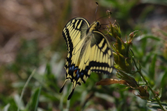 Papilio machaon oregonius