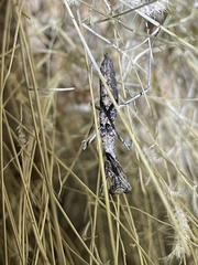 Litaneutria ocularis