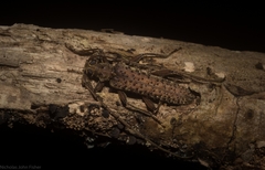 Phlyctaenodes pustulata