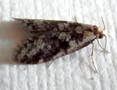Conoeca guildingi