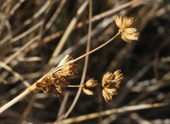 Juncus cooperi