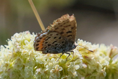 Euphilotes heracleoides