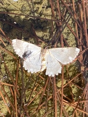 Dicrognophos sartata