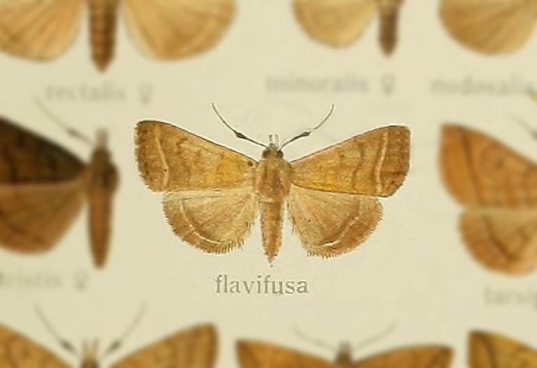 Nodaria flavifusca