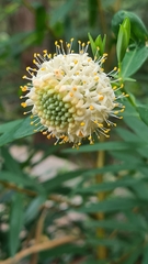 Pimelea ligustrina ligustrina