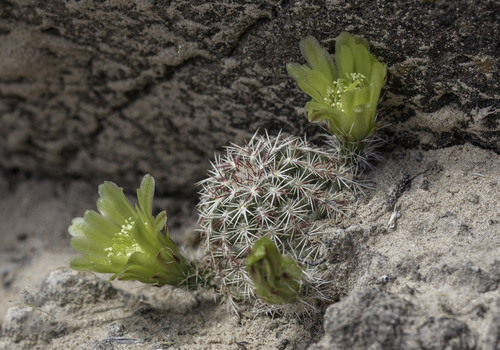 Echinocereus viridiflorus