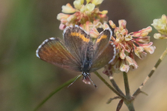 Euphilotes heracleoides