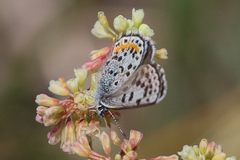 Euphilotes heracleoides