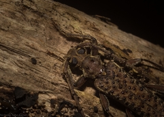 Phlyctaenodes pustulata