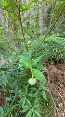 Pimelea ligustrina ligustrina