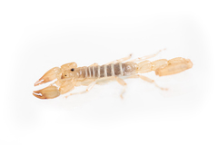 Paruroctonus luteolus