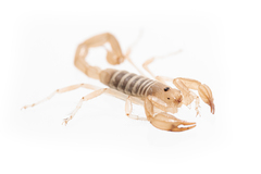 Paruroctonus luteolus